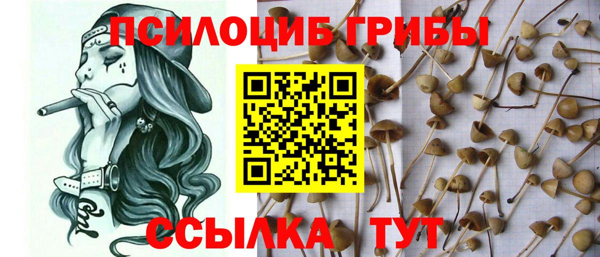 Псилоцибиновые грибы Cubensis Кувандык